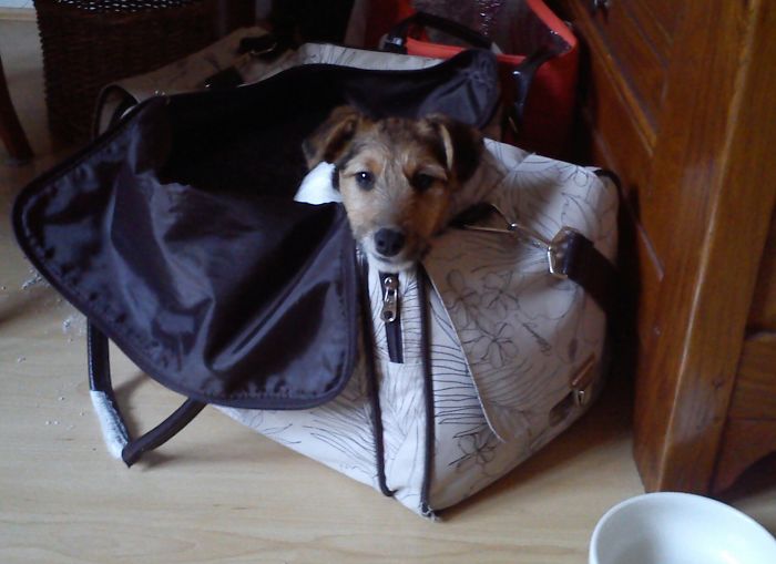 These 223 Dogs On Their First Day Of Adoption Will Make You Want To Adopt One Too