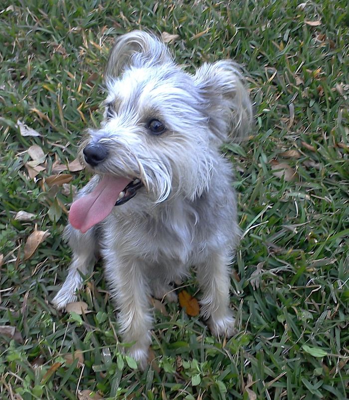 These 223 Dogs On Their First Day Of Adoption Will Make You Want To Adopt One Too