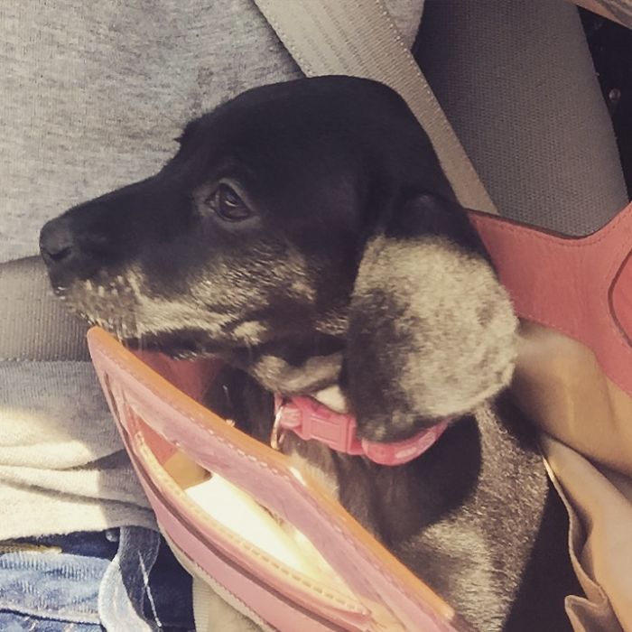 These 223 Dogs On Their First Day Of Adoption Will Make You Want To Adopt One Too