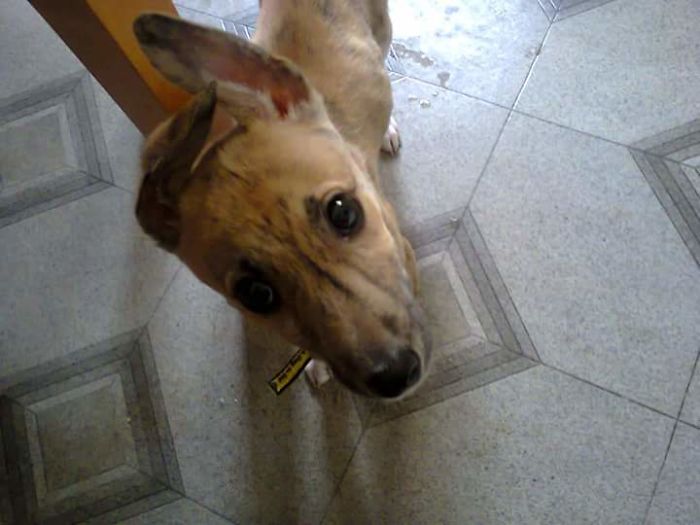 These 223 Dogs On Their First Day Of Adoption Will Make You Want To Adopt One Too