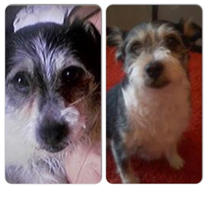 These 223 Dogs On Their First Day Of Adoption Will Make You Want To Adopt One Too