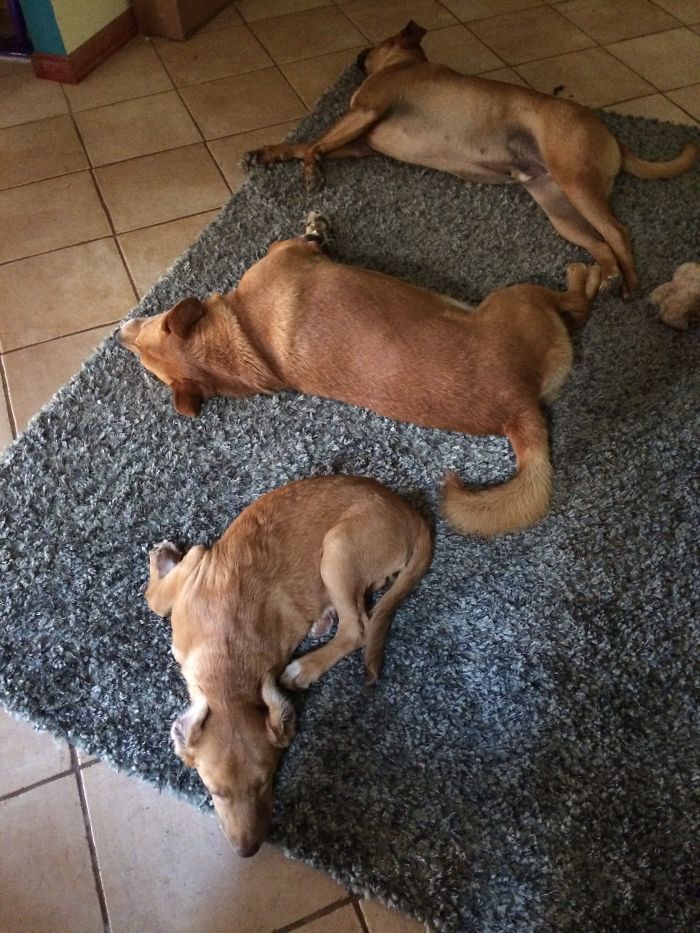 These 223 Dogs On Their First Day Of Adoption Will Make You Want To Adopt One Too