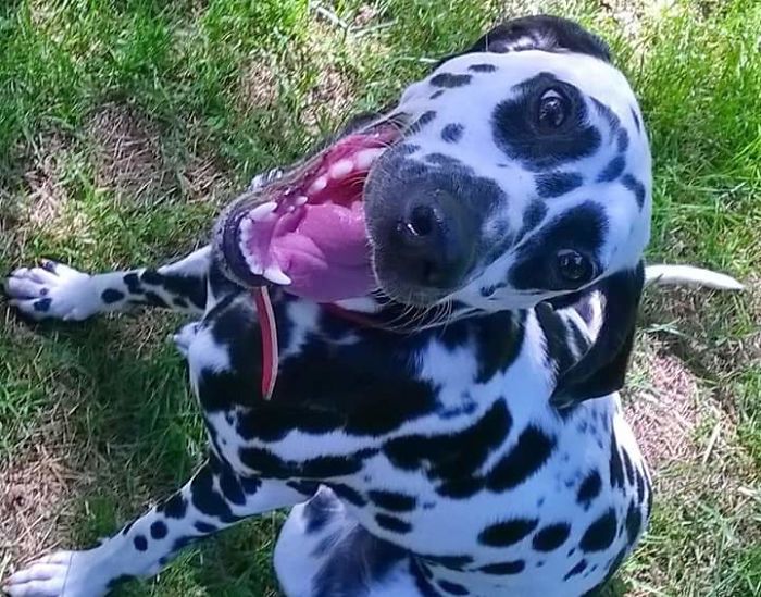 These 223 Dogs On Their First Day Of Adoption Will Make You Want To Adopt One Too