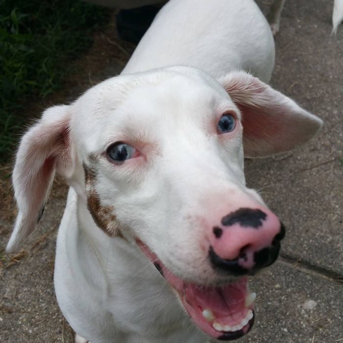 These 223 Dogs On Their First Day Of Adoption Will Make You Want To Adopt One Too