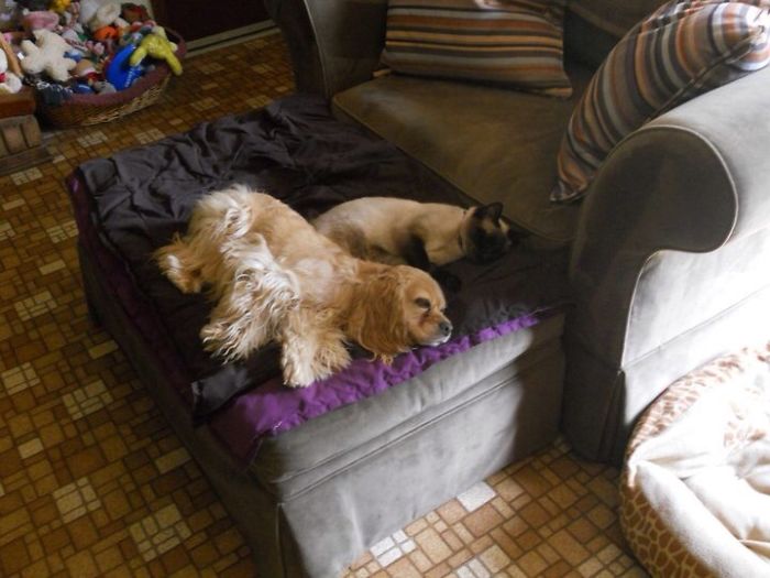 These 223 Dogs On Their First Day Of Adoption Will Make You Want To Adopt One Too