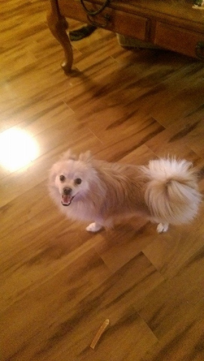 These 223 Dogs On Their First Day Of Adoption Will Make You Want To Adopt One Too