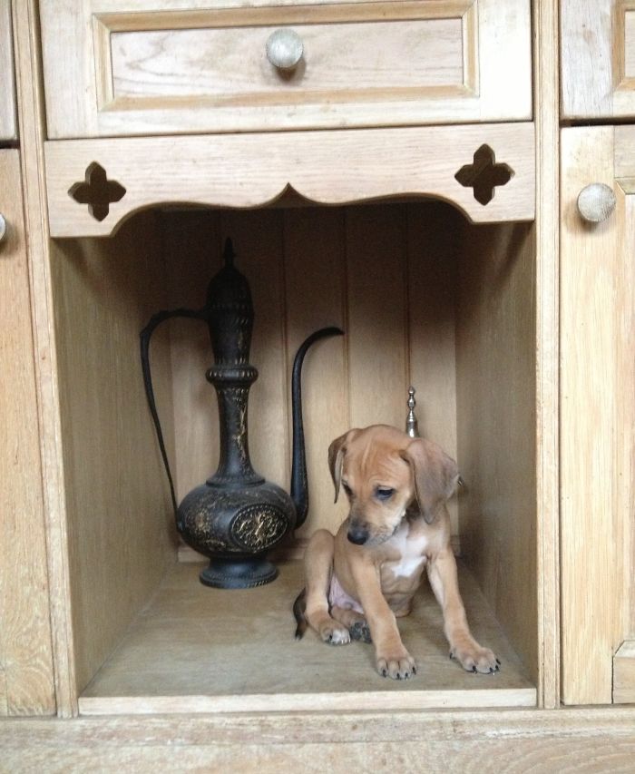 These 223 Dogs On Their First Day Of Adoption Will Make You Want To Adopt One Too