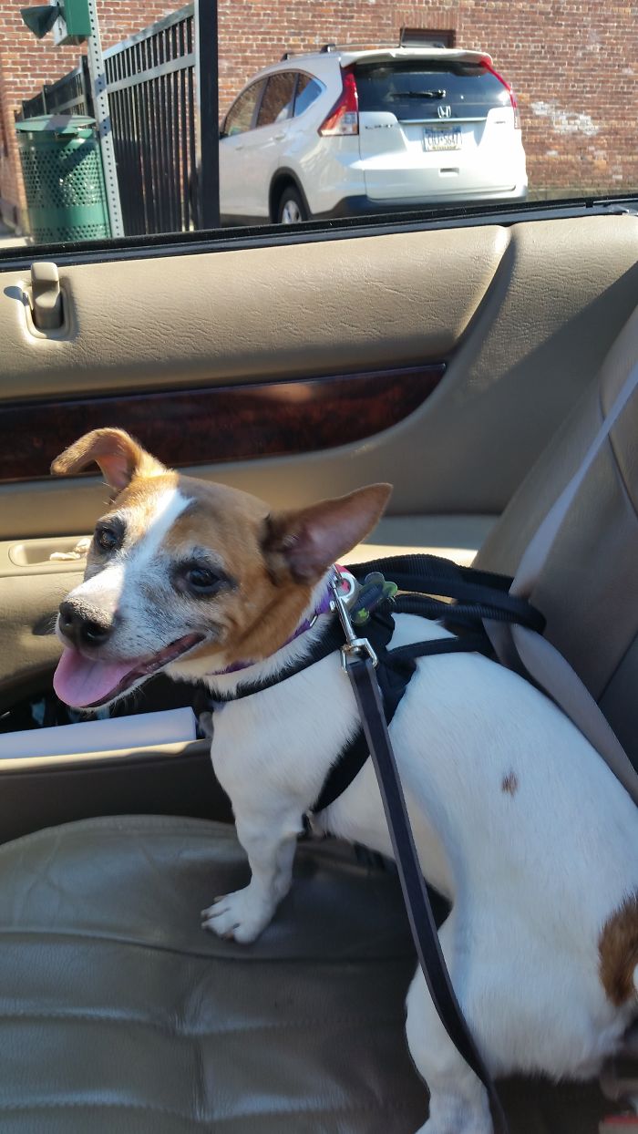 These 223 Dogs On Their First Day Of Adoption Will Make You Want To Adopt One Too