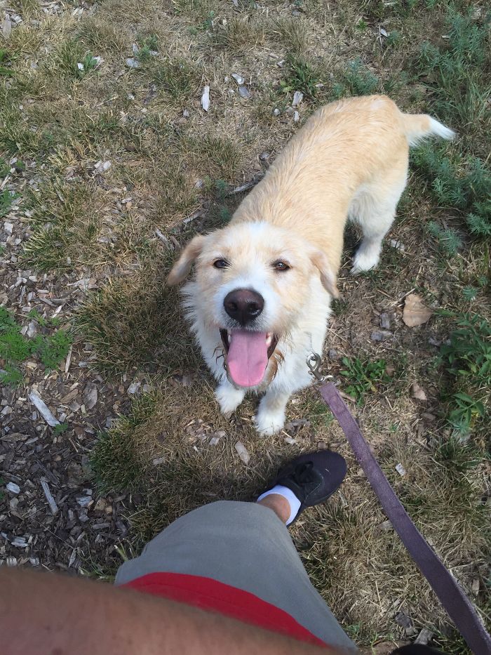 These 223 Dogs On Their First Day Of Adoption Will Make You Want To Adopt One Too