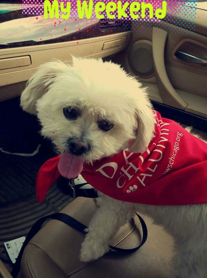 These 223 Dogs On Their First Day Of Adoption Will Make You Want To Adopt One Too