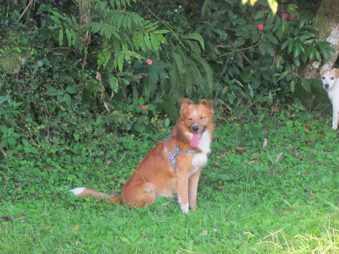 These 223 Dogs On Their First Day Of Adoption Will Make You Want To Adopt One Too