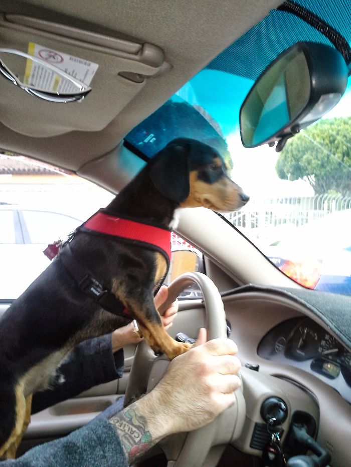 These 223 Dogs On Their First Day Of Adoption Will Make You Want To Adopt One Too