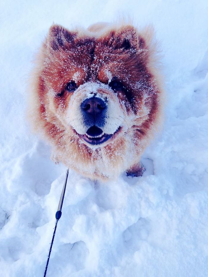 These 223 Dogs On Their First Day Of Adoption Will Make You Want To Adopt One Too