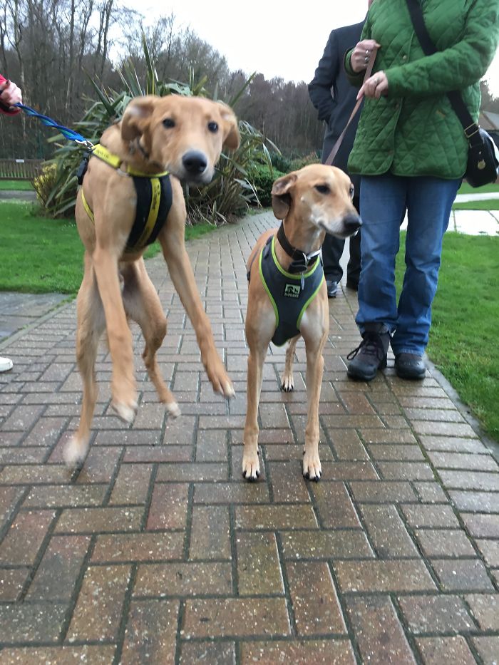 These 223 Dogs On Their First Day Of Adoption Will Make You Want To Adopt One Too