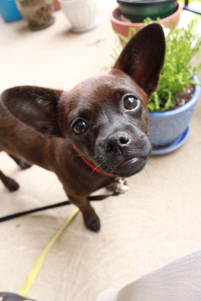 These 223 Dogs On Their First Day Of Adoption Will Make You Want To Adopt One Too