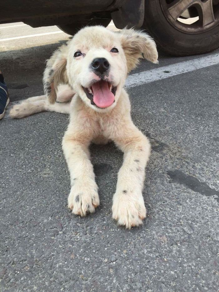 These 223 Dogs On Their First Day Of Adoption Will Make You Want To Adopt One Too