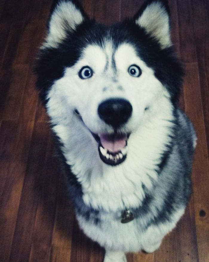 These 223 Dogs On Their First Day Of Adoption Will Make You Want To Adopt One Too