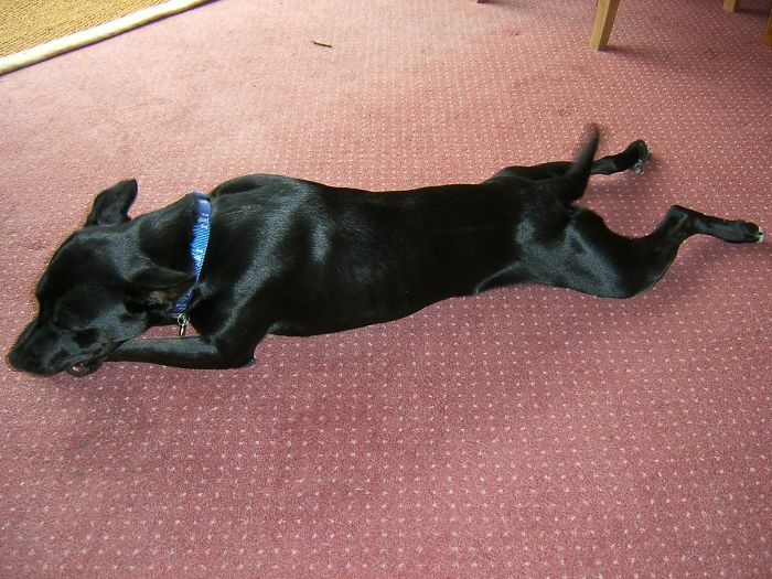 These 223 Dogs On Their First Day Of Adoption Will Make You Want To Adopt One Too