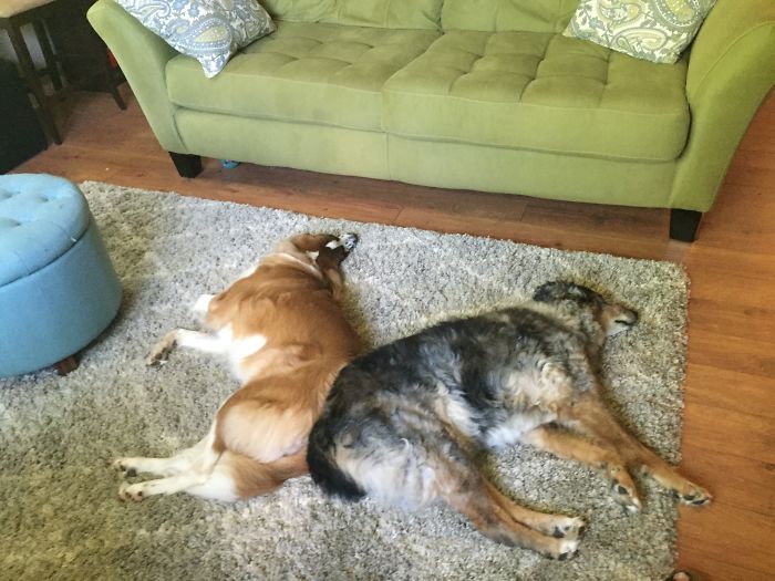 These 223 Dogs On Their First Day Of Adoption Will Make You Want To Adopt One Too