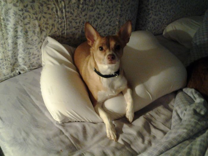 These 223 Dogs On Their First Day Of Adoption Will Make You Want To Adopt One Too