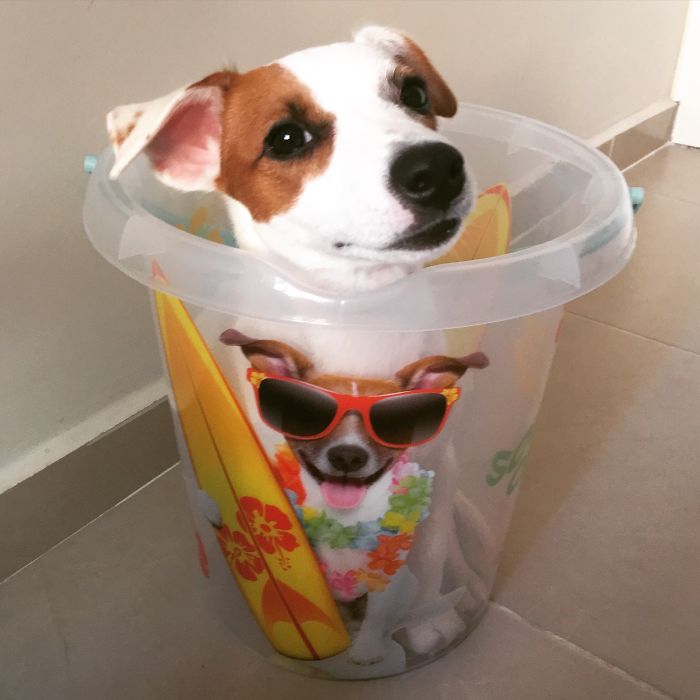 These 223 Dogs On Their First Day Of Adoption Will Make You Want To Adopt One Too