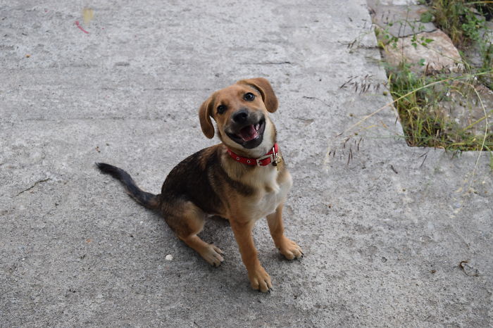 These 223 Dogs On Their First Day Of Adoption Will Make You Want To Adopt One Too