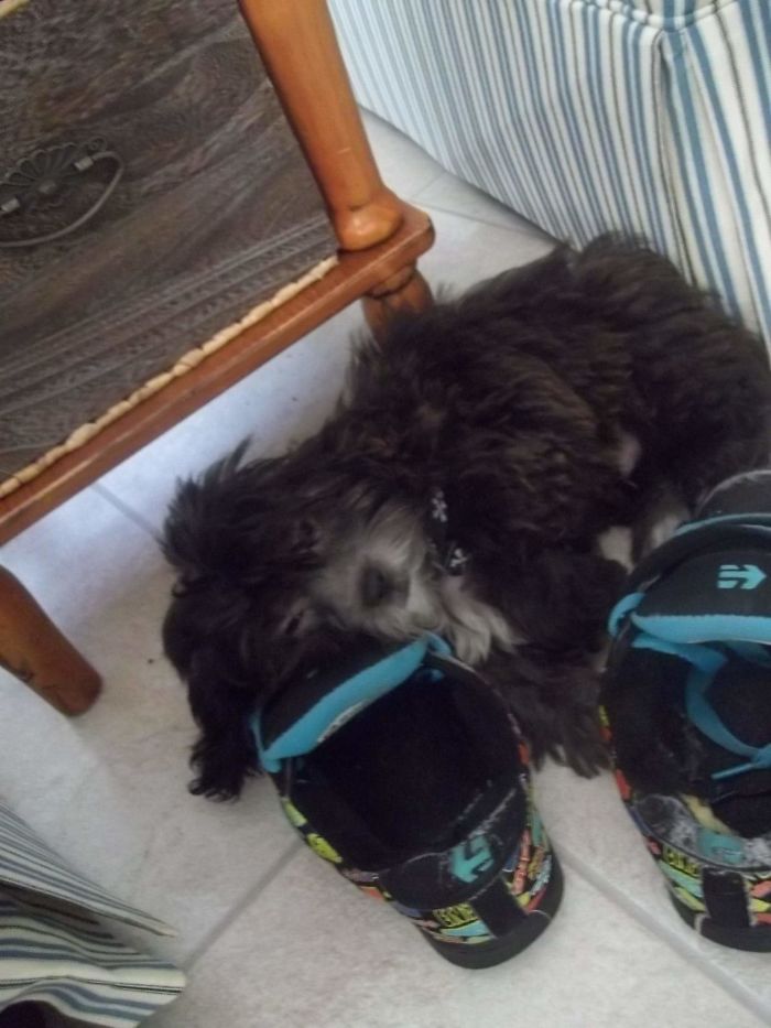 These 223 Dogs On Their First Day Of Adoption Will Make You Want To Adopt One Too