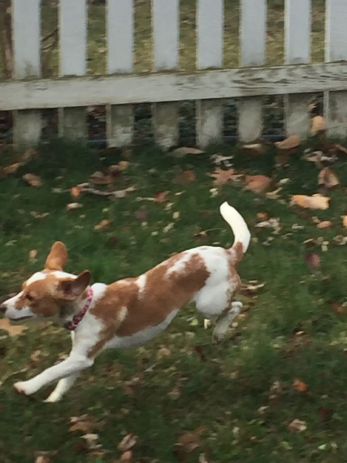 These 223 Dogs On Their First Day Of Adoption Will Make You Want To Adopt One Too