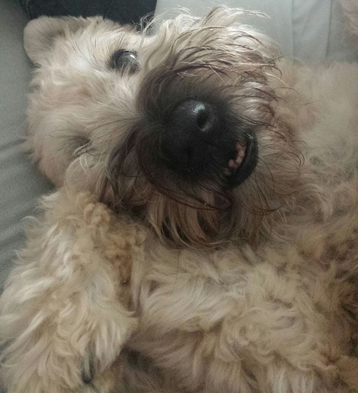 These 223 Dogs On Their First Day Of Adoption Will Make You Want To Adopt One Too