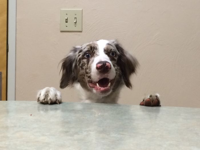 These 223 Dogs On Their First Day Of Adoption Will Make You Want To Adopt One Too