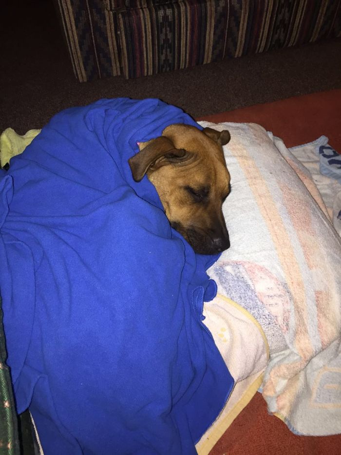 These 223 Dogs On Their First Day Of Adoption Will Make You Want To Adopt One Too