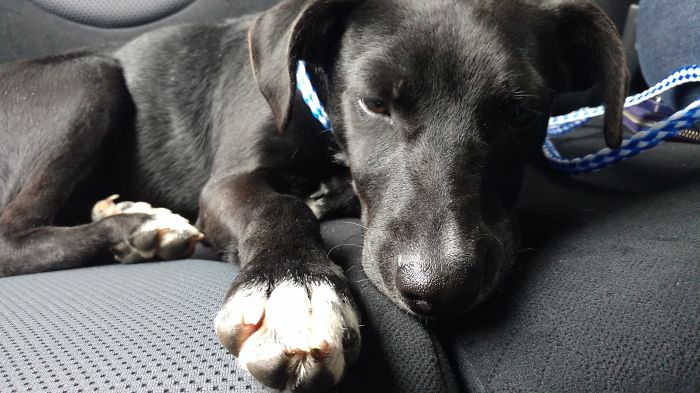 These 223 Dogs On Their First Day Of Adoption Will Make You Want To Adopt One Too