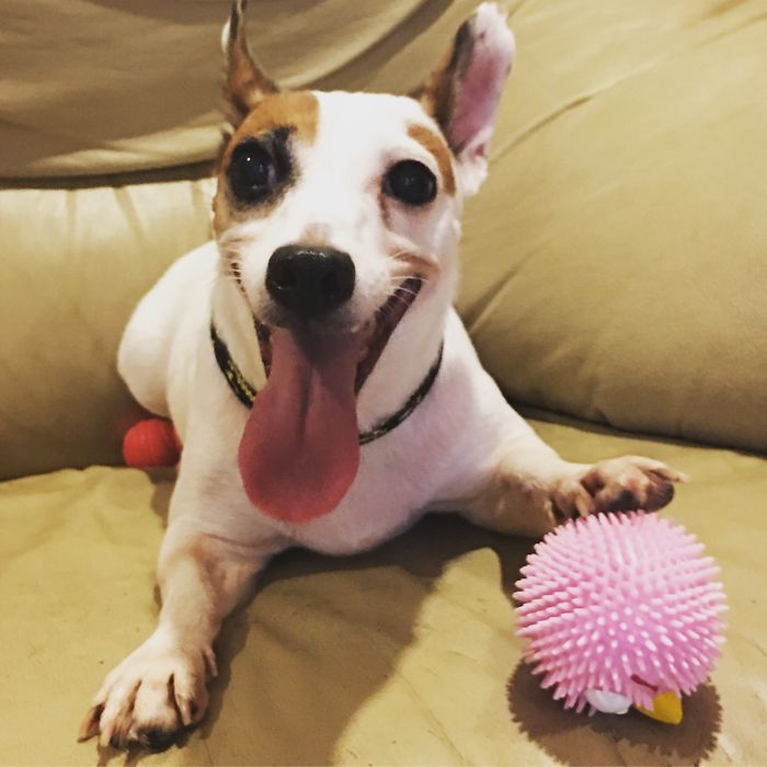 These 223 Dogs On Their First Day Of Adoption Will Make You Want To Adopt One Too