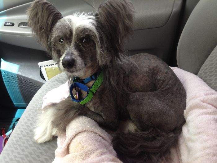 These 223 Dogs On Their First Day Of Adoption Will Make You Want To Adopt One Too