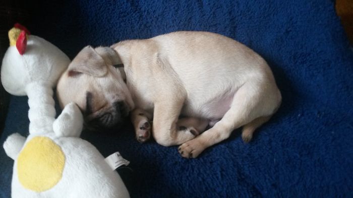 These 223 Dogs On Their First Day Of Adoption Will Make You Want To Adopt One Too