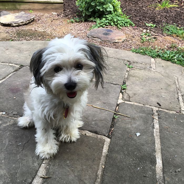 These 223 Dogs On Their First Day Of Adoption Will Make You Want To Adopt One Too