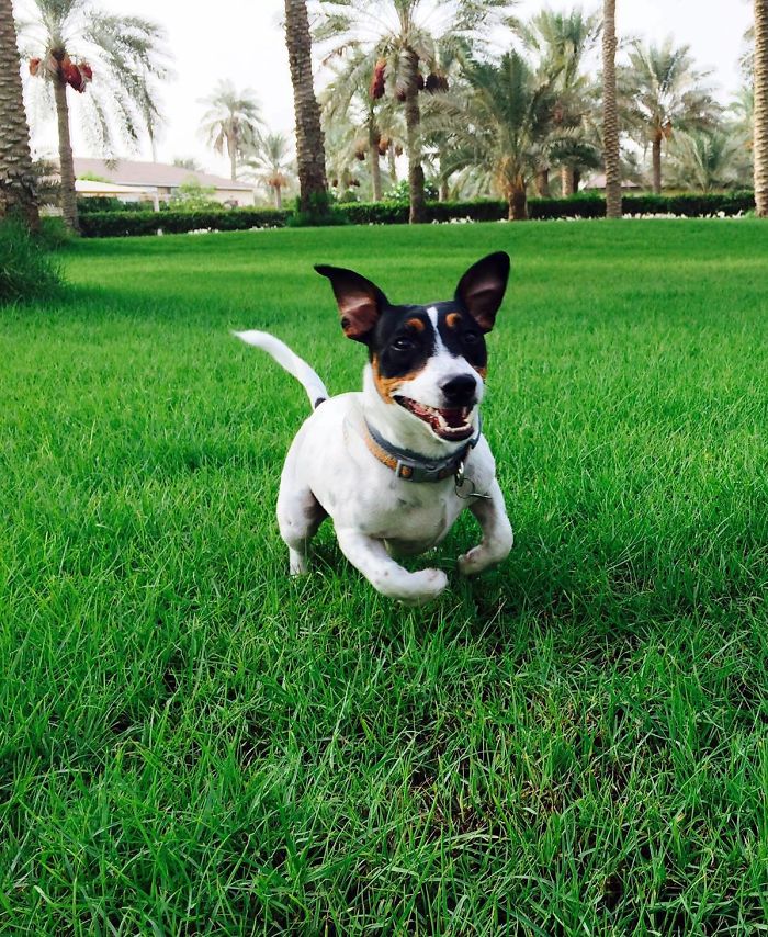 These 223 Dogs On Their First Day Of Adoption Will Make You Want To Adopt One Too