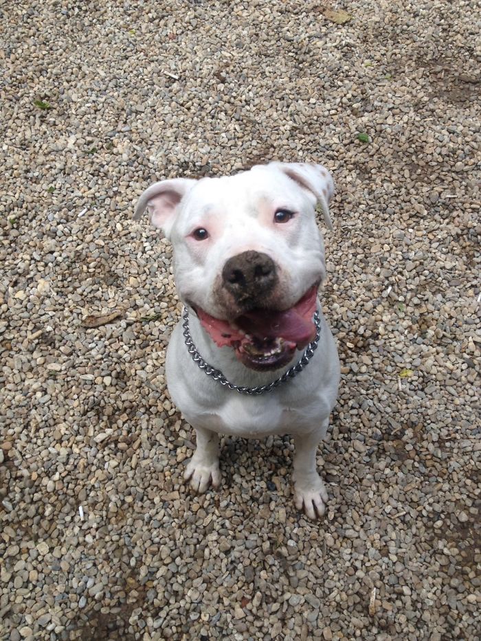 These 223 Dogs On Their First Day Of Adoption Will Make You Want To Adopt One Too