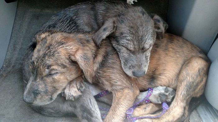 These 223 Dogs On Their First Day Of Adoption Will Make You Want To Adopt One Too