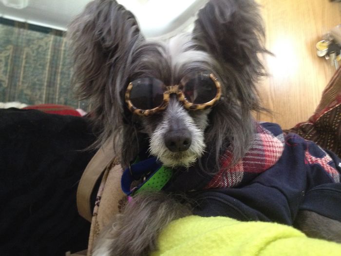 These 223 Dogs On Their First Day Of Adoption Will Make You Want To Adopt One Too