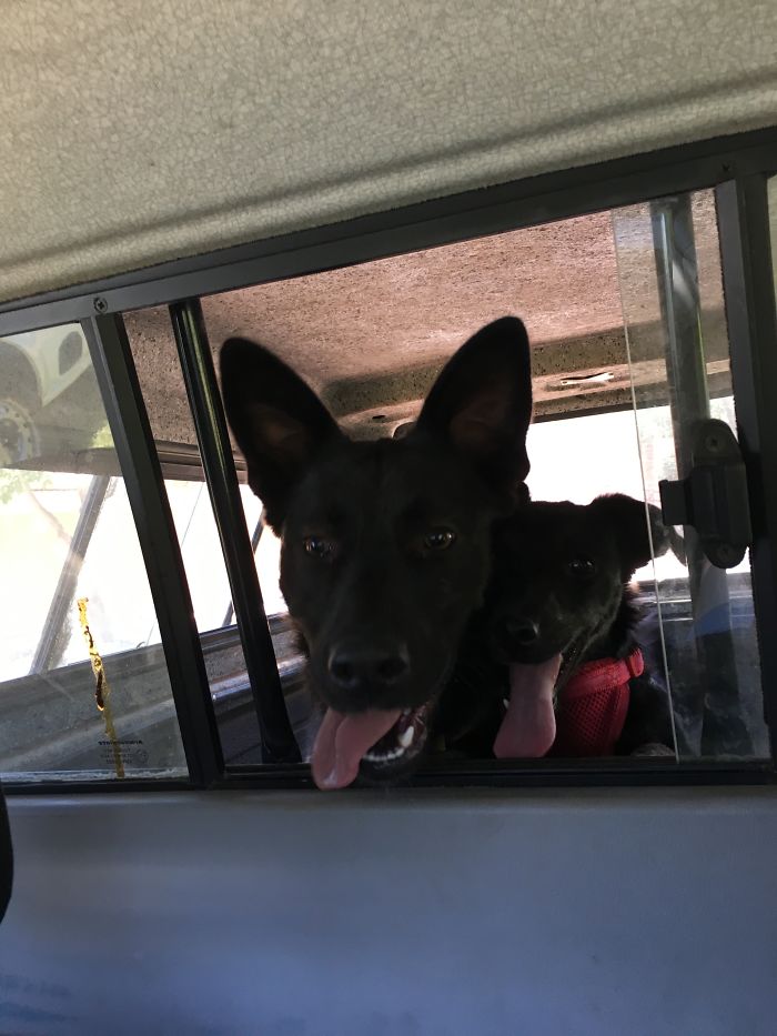 These 223 Dogs On Their First Day Of Adoption Will Make You Want To Adopt One Too