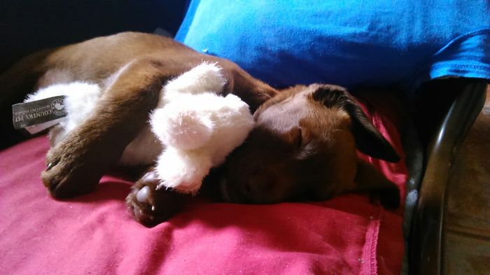 These 223 Dogs On Their First Day Of Adoption Will Make You Want To Adopt One Too