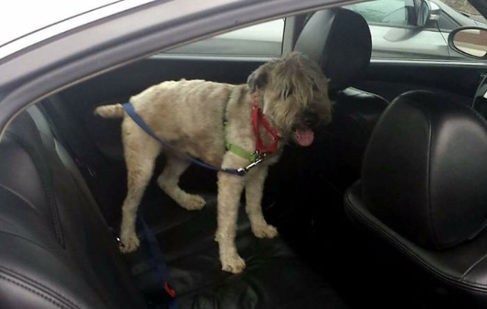 These 223 Dogs On Their First Day Of Adoption Will Make You Want To Adopt One Too