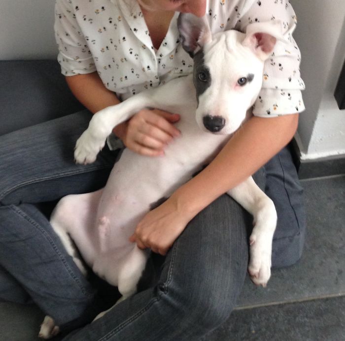 These 223 Dogs On Their First Day Of Adoption Will Make You Want To Adopt One Too