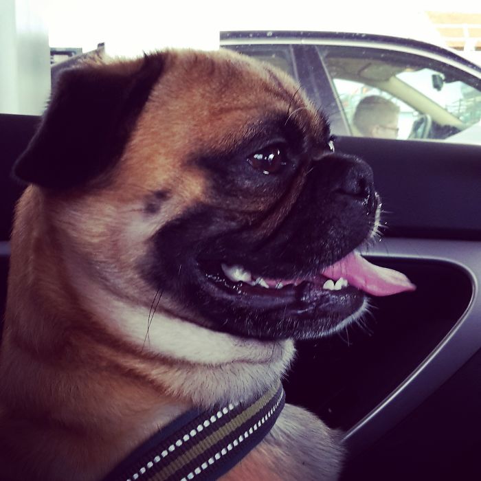 These 223 Dogs On Their First Day Of Adoption Will Make You Want To Adopt One Too