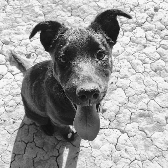 These 223 Dogs On Their First Day Of Adoption Will Make You Want To Adopt One Too