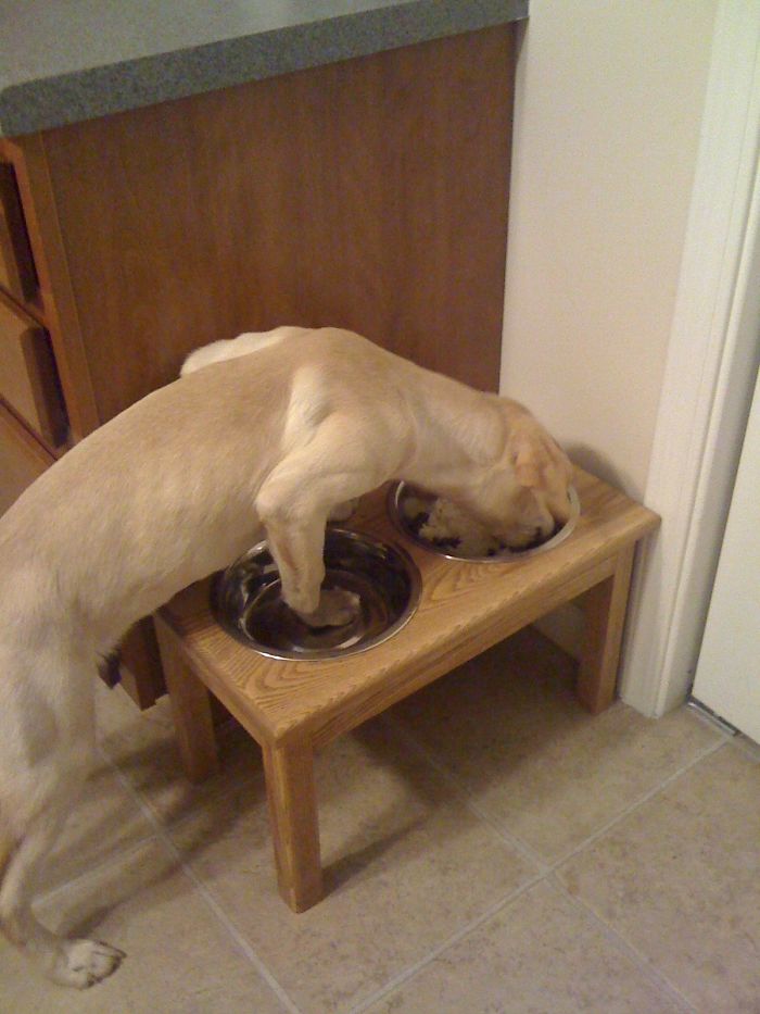 These 223 Dogs On Their First Day Of Adoption Will Make You Want To Adopt One Too