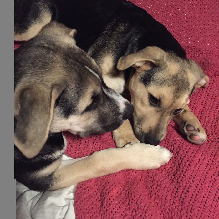 These 223 Dogs On Their First Day Of Adoption Will Make You Want To Adopt One Too