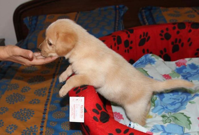 These 223 Dogs On Their First Day Of Adoption Will Make You Want To Adopt One Too