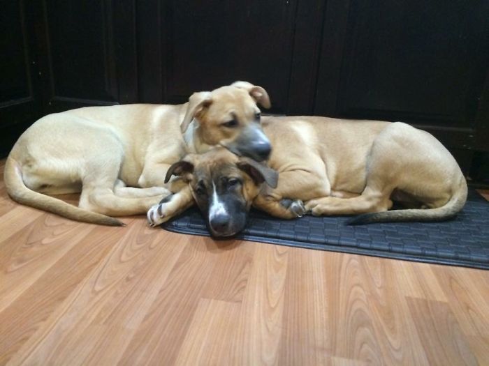 These 223 Dogs On Their First Day Of Adoption Will Make You Want To Adopt One Too